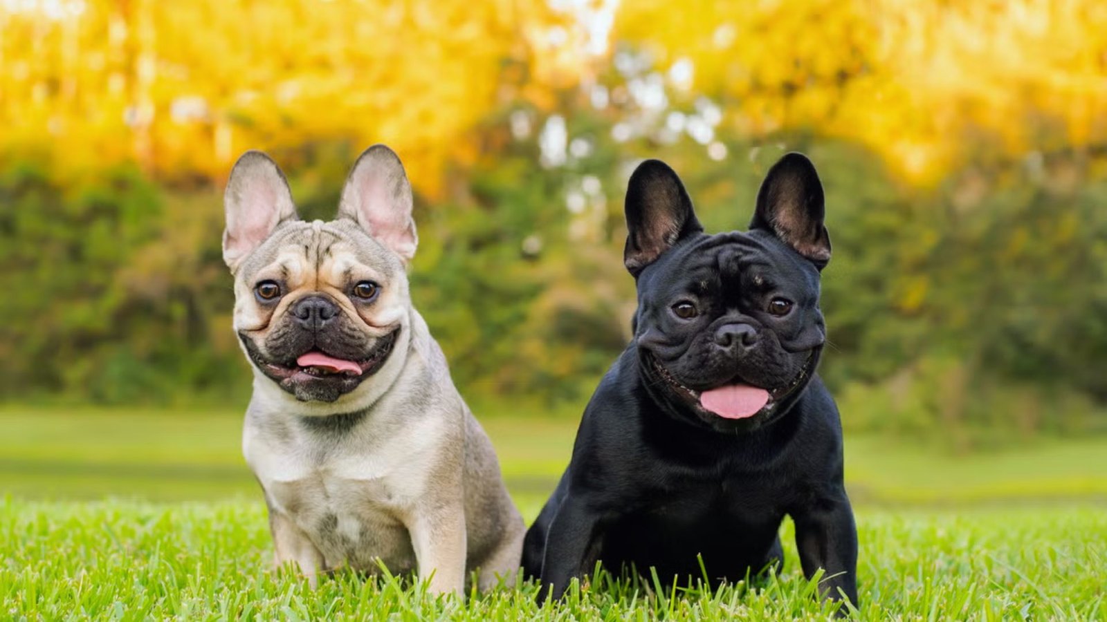Two black and white French Bulldogs sitting on green grass, looking content and relaxed in a sunny outdoor setting.