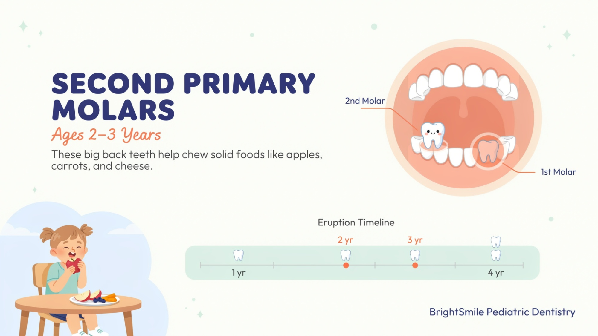 Child dental illustration showing second primary molars developing between ages 2 and 3.
