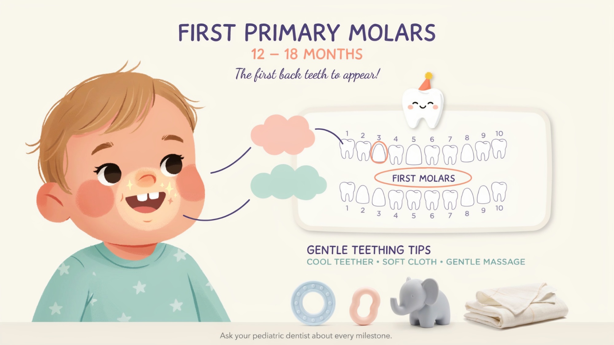 Toddler showing first primary molars appearing during early childhood teething.