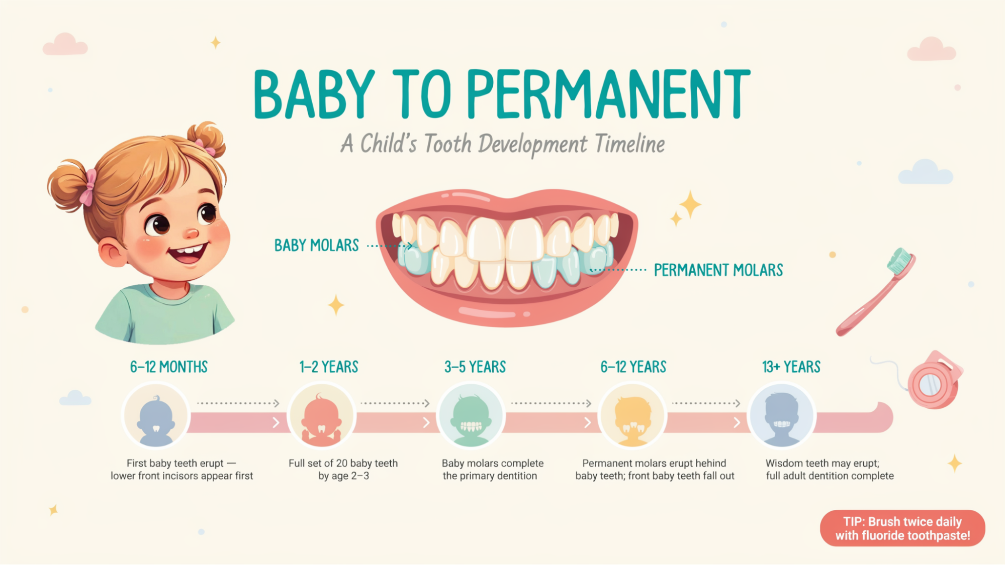 Child molar development timeline showing when baby and permanent molars come in by age.