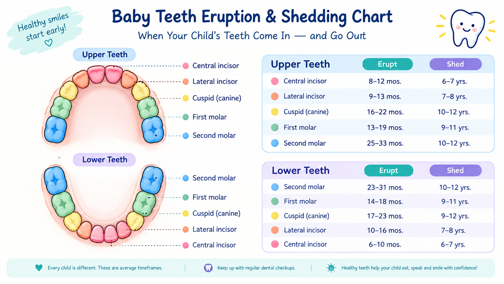 Eruption chart showing how many teeth a child has at each age, from the first baby tooth to the last baby molars.