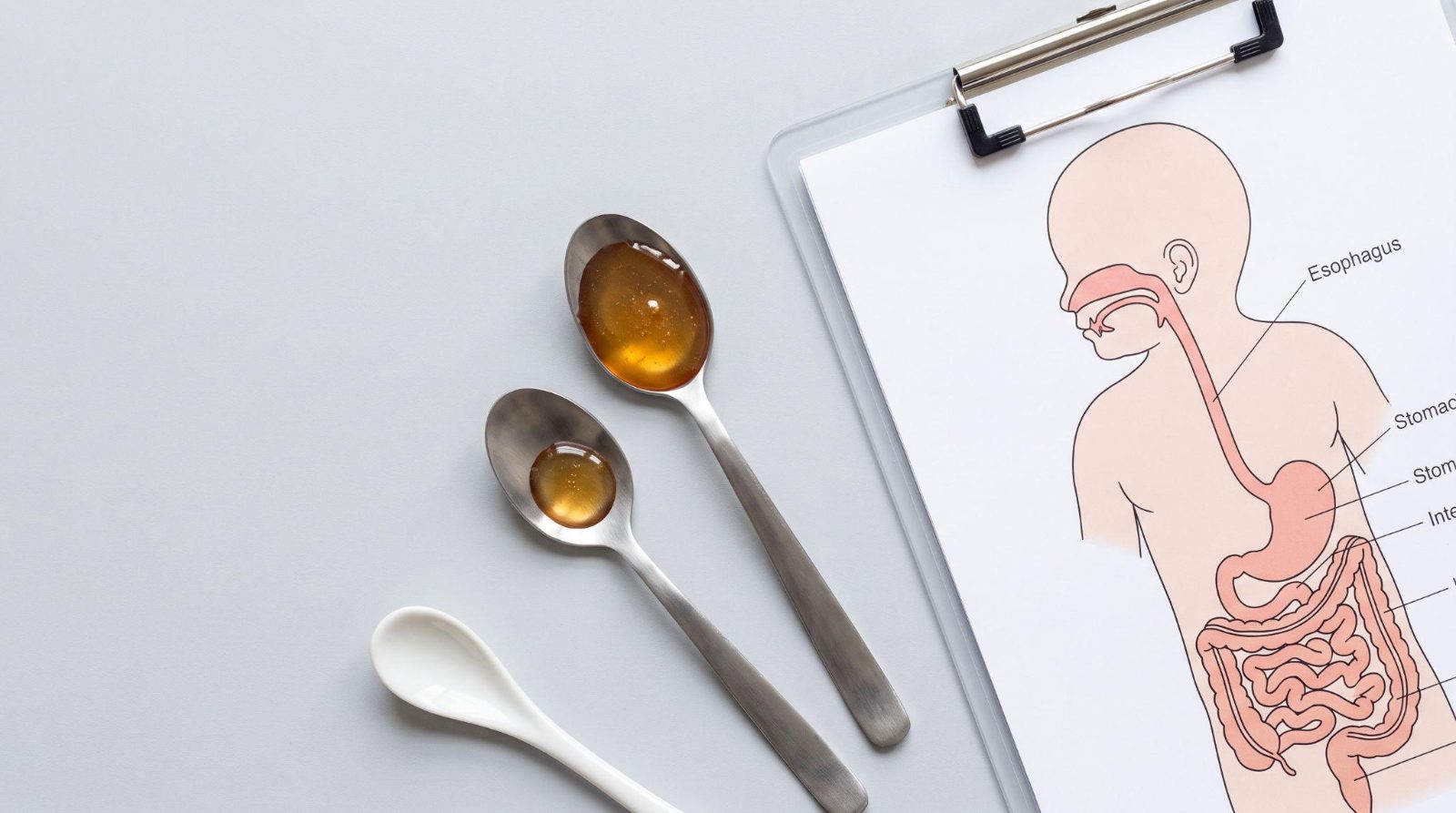 Different amounts of honey beside a simplified infant digestive system