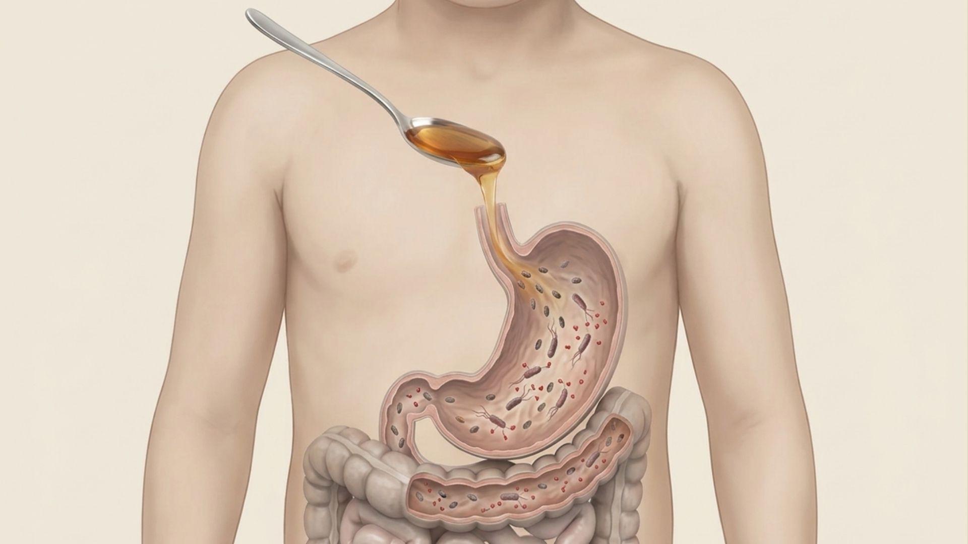 Botulinum spores shown inside a simplified digestive system
