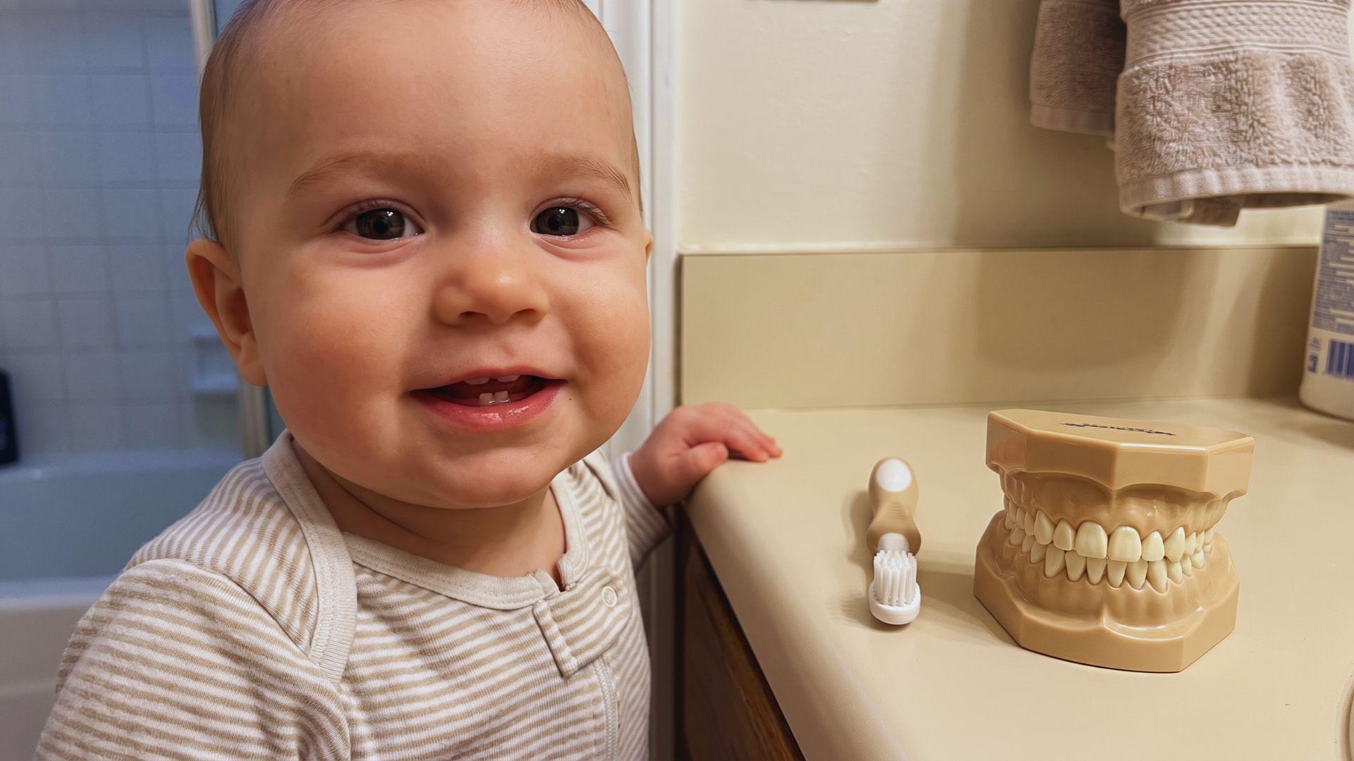 Baby with two lower front teeth beside a dental model showing primary teeth.