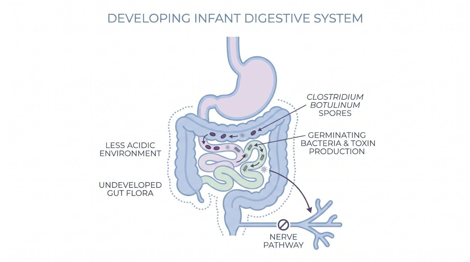 Simplified infant digestive tract with bacterial spores in the gut