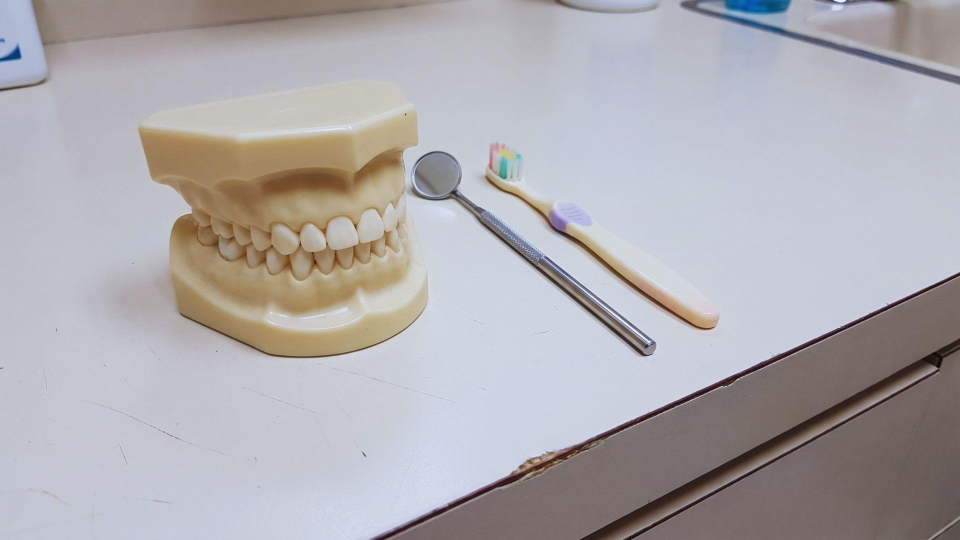 Primary teeth model beside a dental mirror and child-sized toothbrush.