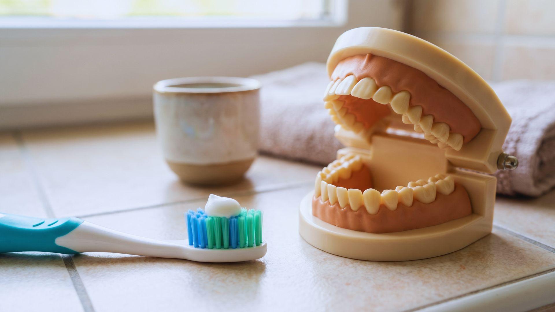 Children's toothbrush beside a dental model showing the outer, inner, and chewing surfaces of teeth.